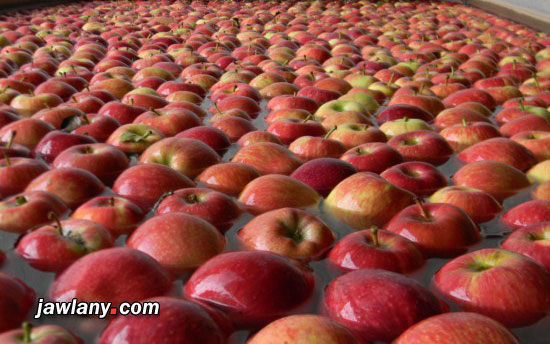 تفاح الجولان